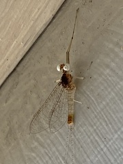 Maccaffertium terminatum