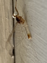 Maccaffertium terminatum