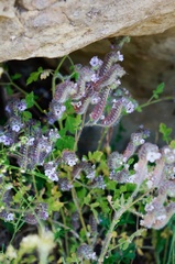 Phacelia hubbyi