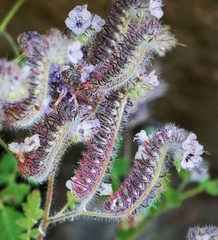 Phacelia hubbyi