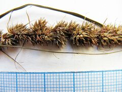 Carex leiorhyncha