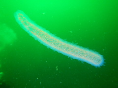 Pyrosoma