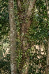 Pyrrosia confluens