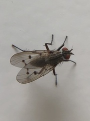 Anthomyia ochripes