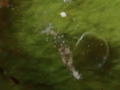 Synaptula hydriformis