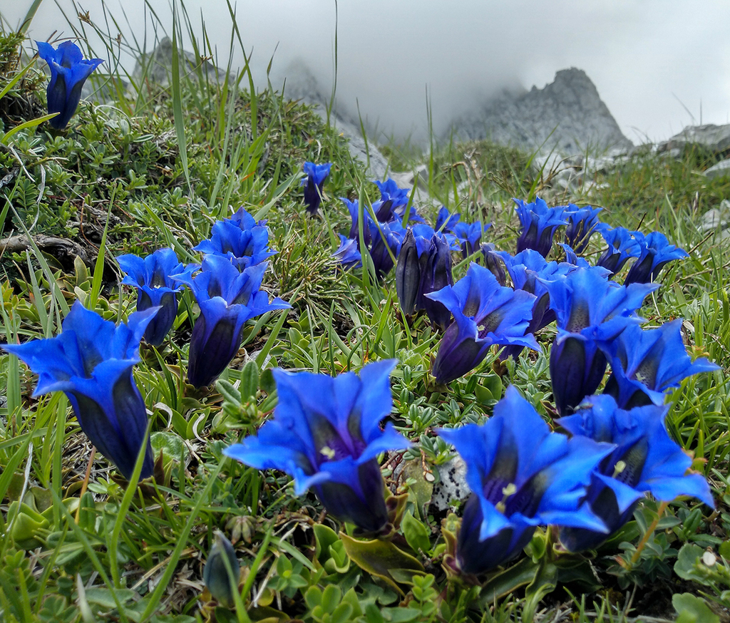 Pyrenean Trumpet Gentian