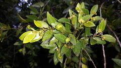 Maytenus peduncularis