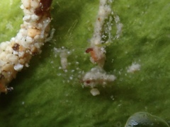 Synaptula hydriformis