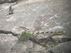 Ophiogomphus severus severus