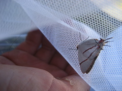 Iolaus sidus