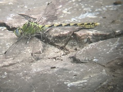 Ophiogomphus severus severus
