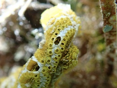 Botrylloides leachii
