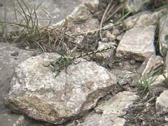 Ophiogomphus severus severus