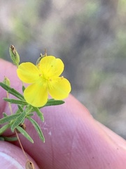 Scoparia montevidensis