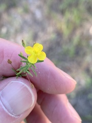 Scoparia montevidensis