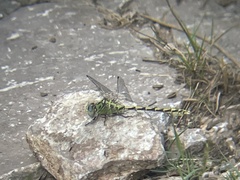 Ophiogomphus severus severus