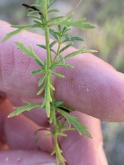 Scoparia montevidensis