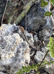 Leiocephalus psammodromus