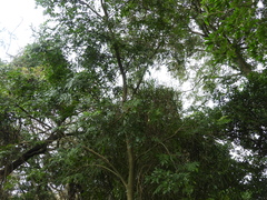 Lonchocarpus nitidus