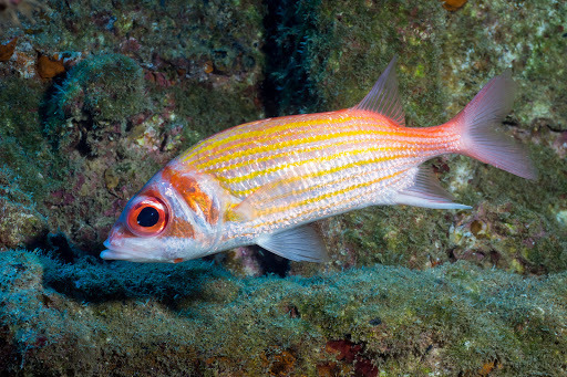 Gold-Lined Squirrelfish
