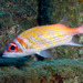 Yellowstriped Squirrelfish - Photo (c) 104623964081378888743, some rights reserved (CC BY-NC), uploaded by 104623964081378888743