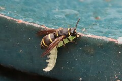 Euodynerus nipanicus nipanicus