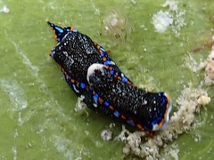 Camachoaglaja berolina