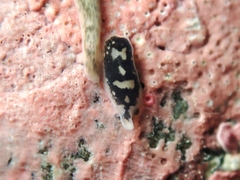 Maricola