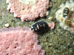 Maricola