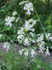 Silene csereii