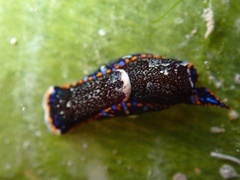 Camachoaglaja berolina