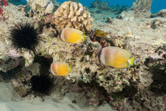 Chaetodon kleinii