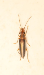Oxycopis