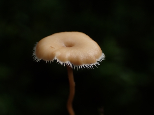 Lentinus flexipes