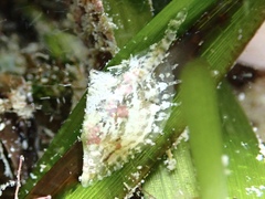 Pinctada longisquamosa