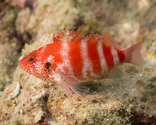 Redbarred Hawkfish (Cirrhitops fasciatus) - Marine Life Identification