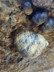 Nerita scabricosta