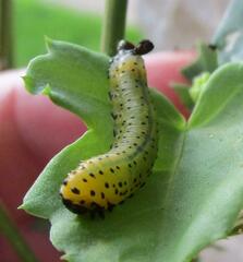 Ceratulus spectabilis