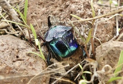 Phanaeus borealis