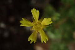 Ivesia arizonica