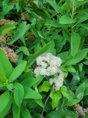 Spiraea virginiana