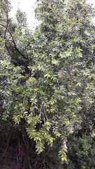 Maytenus peduncularis