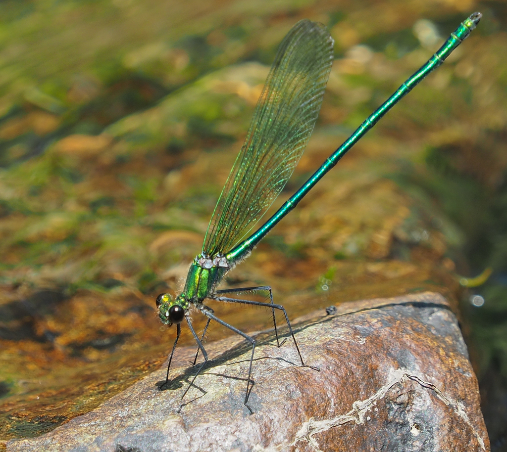 Appalachian Jewelwing