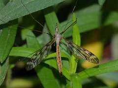 Tipula trivittata