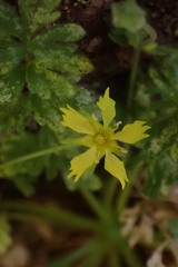 Ivesia arizonica
