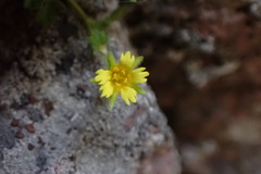 Ivesia arizonica