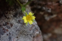 Ivesia arizonica