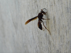 Polistes tenebricosus