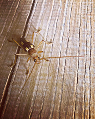 Eburia quadrimaculata