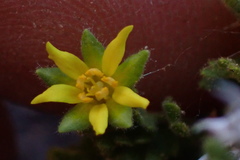 Ivesia arizonica